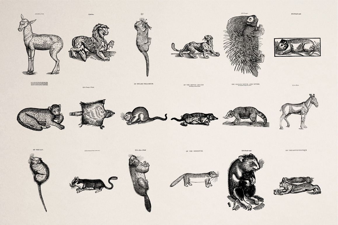 Four footed Beasts Illustrations Four footed Beasts Illustrations