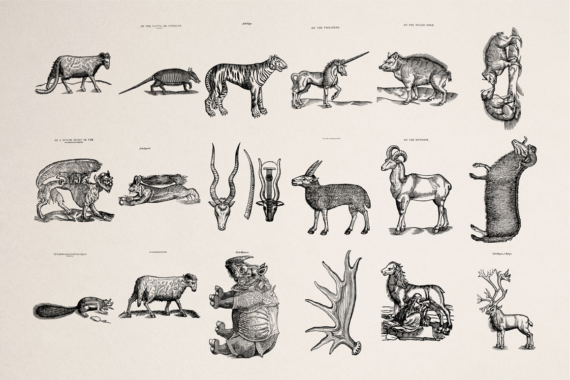 Four footed Beasts Illustrations Four footed Beasts Illustrations