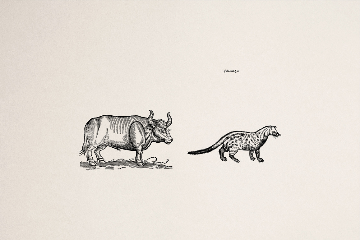 Four footed Beasts Illustrations Four footed Beasts Illustrations