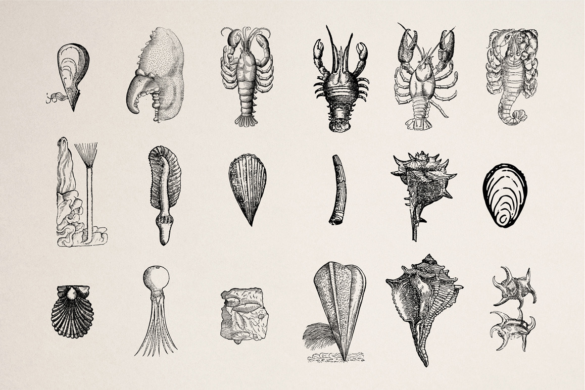 Creatures of the Reef Illustrations