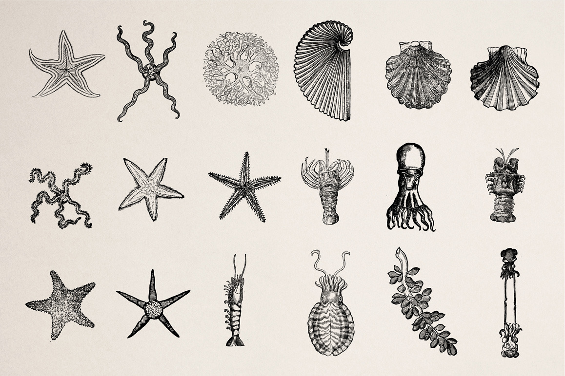 Creatures of the Reef Illustrations