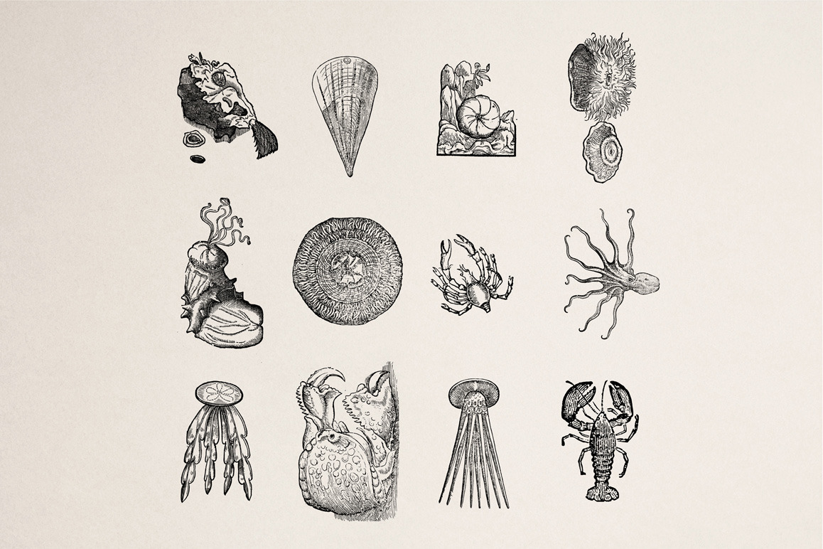 Creatures of the Reef Illustrations