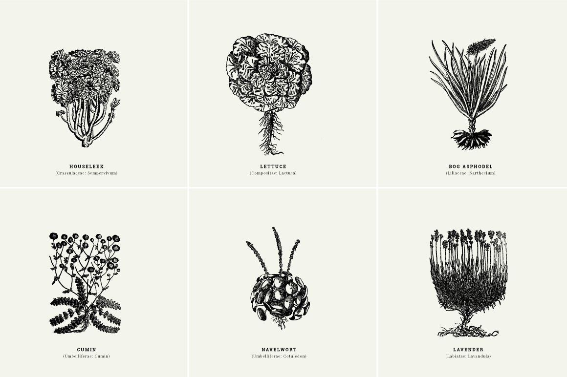 Botanical Illustrations Vol.1 Botanical Illustrations Vol.1