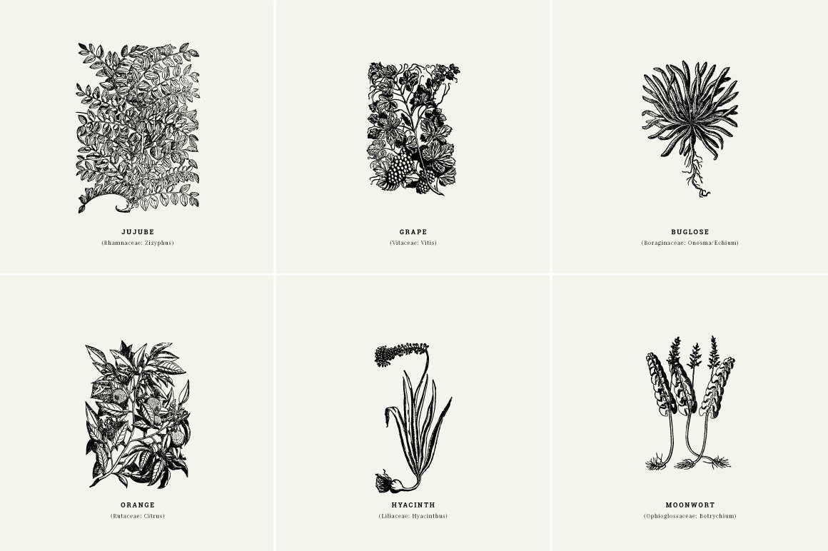 Botanical Illustrations Vol.1