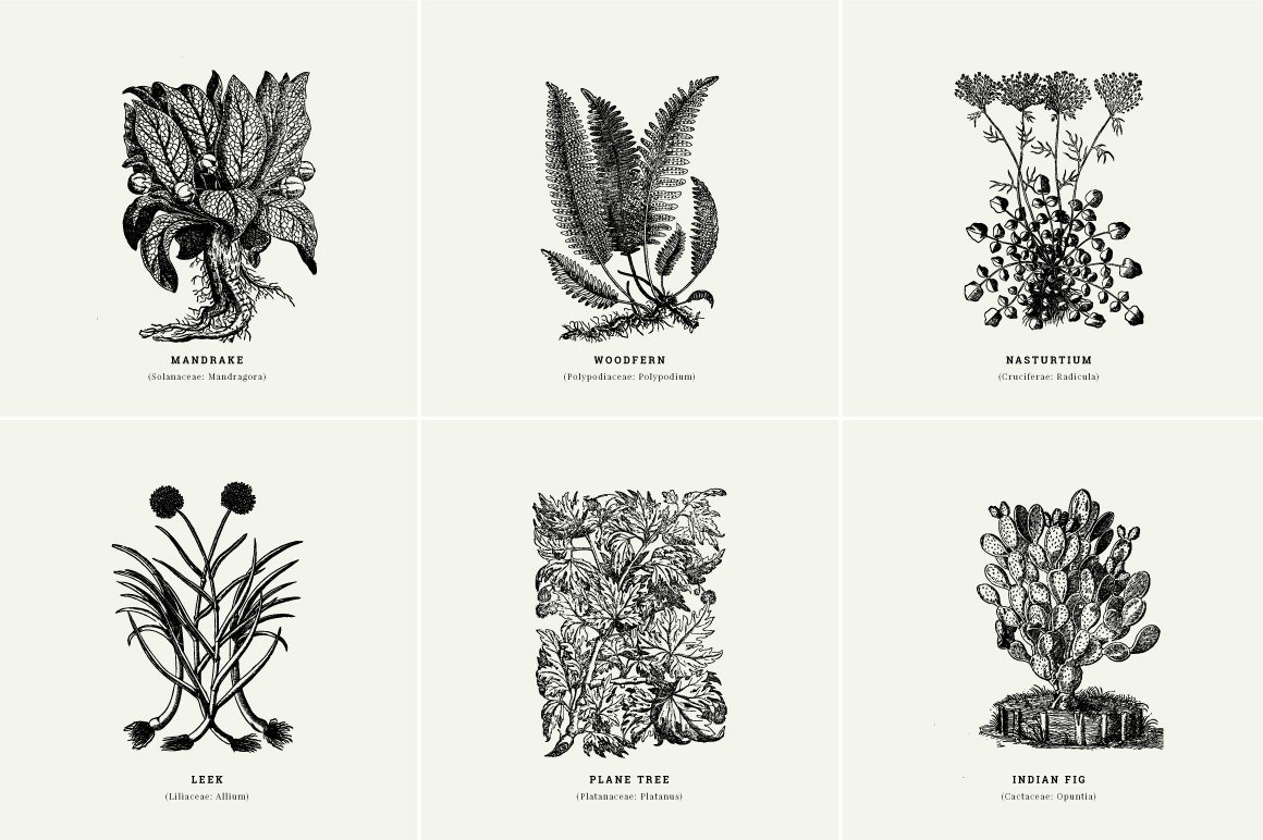 Botanical Illustrations Vol.1