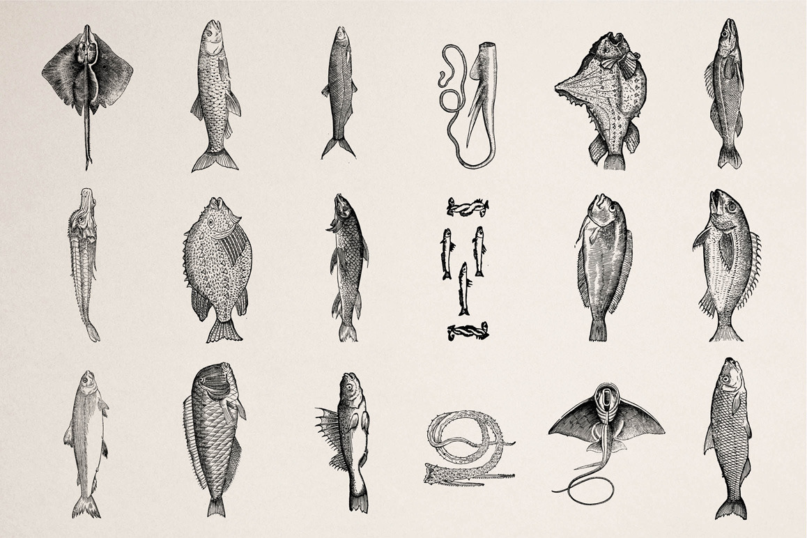 Fishes - Vol. 3