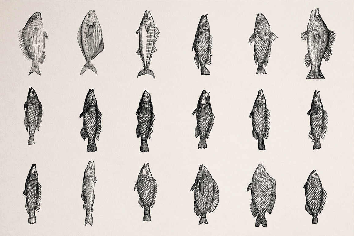 Fishes - Vol. 3