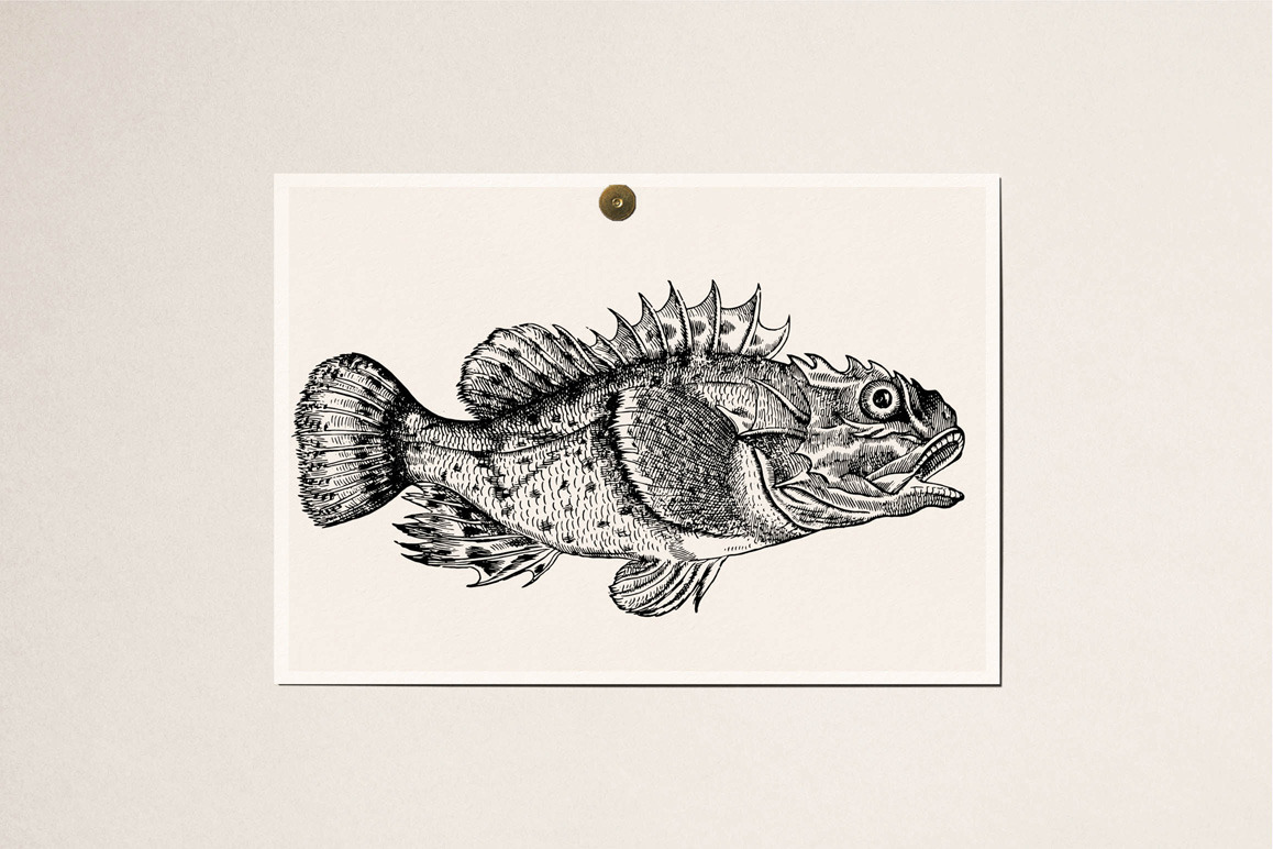 Fishes - Vol. 3 Fishes - Vol. 3