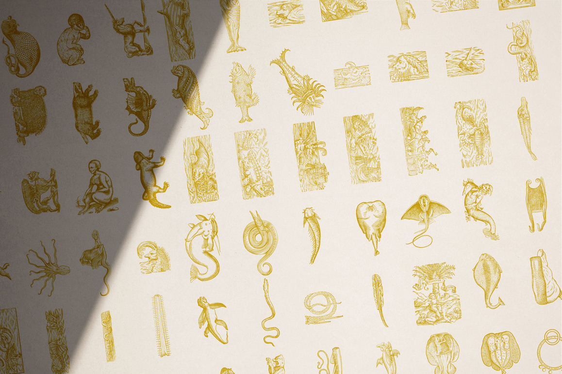 Fantastic Beasts Illustrations Fantastic Beasts Illustrations