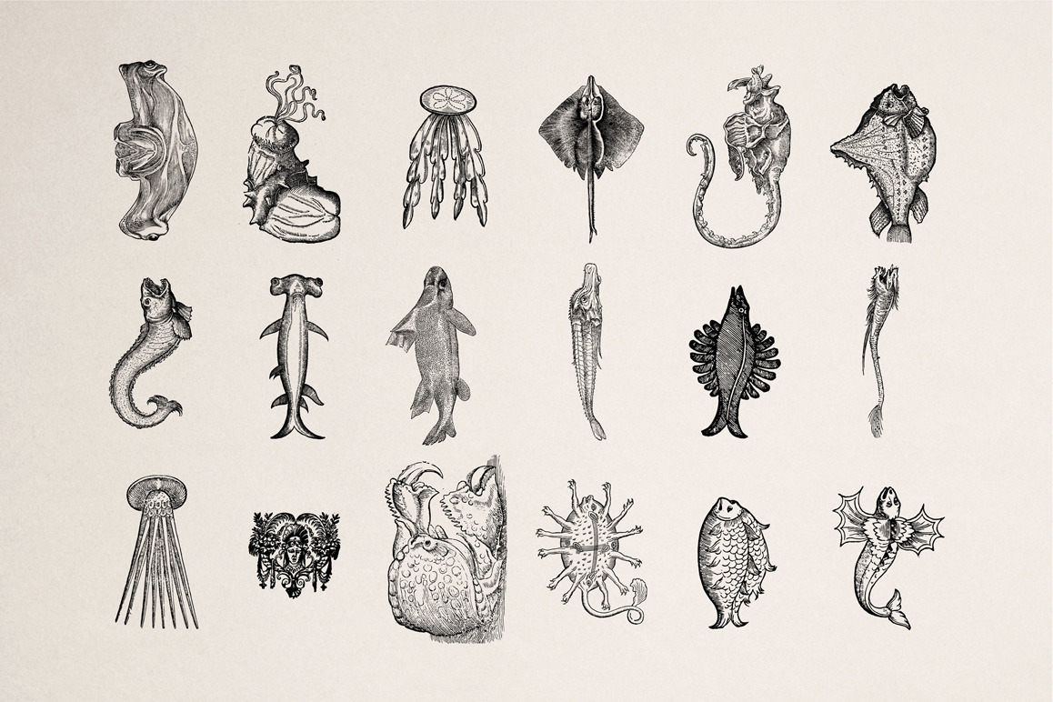 Fantastic Beasts Illustrations Fantastic Beasts Illustrations
