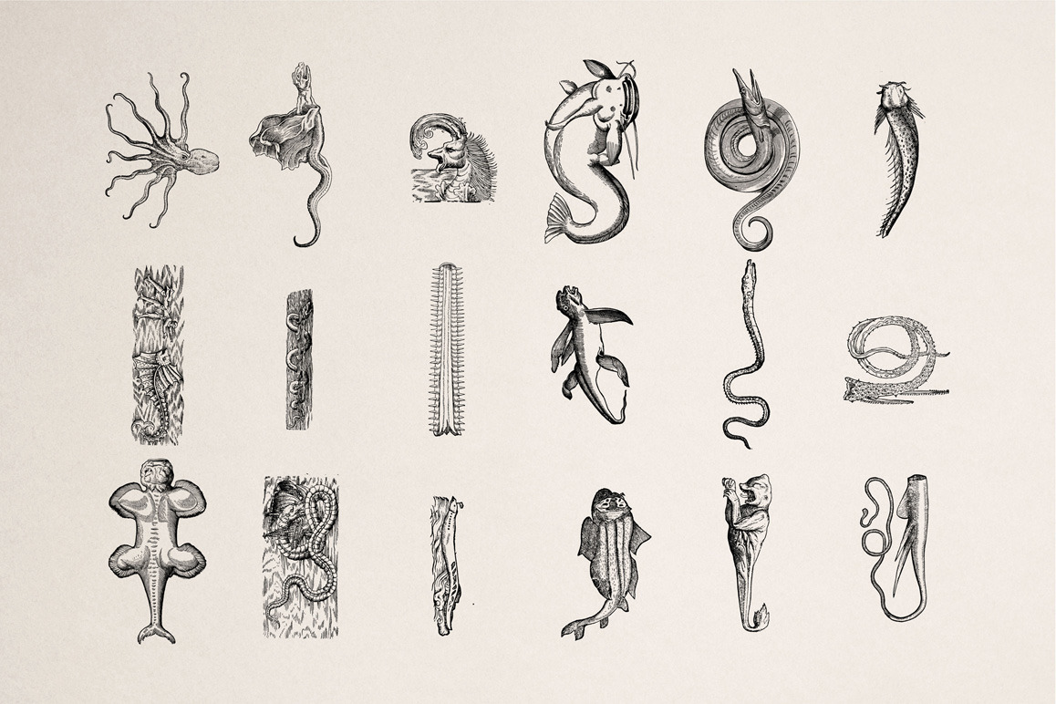 Fantastic Beasts Illustrations Fantastic Beasts Illustrations