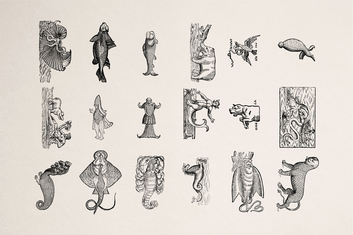 Fantastic Beasts Illustrations Fantastic Beasts Illustrations