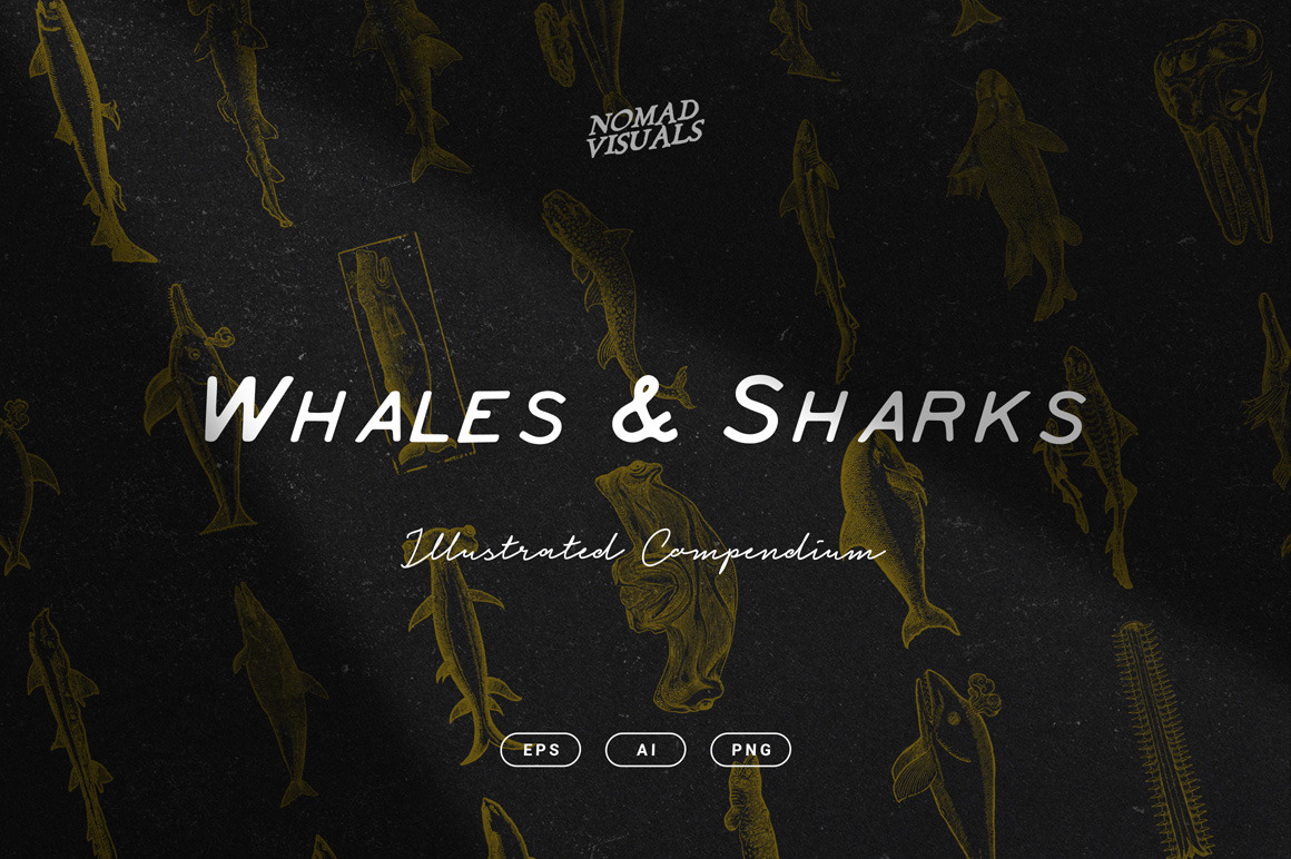 Whales &amp; Sharks Illustrations