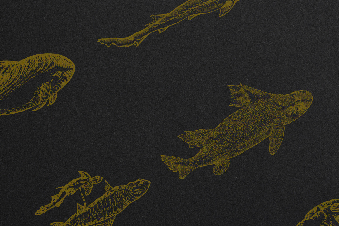 Whales &amp; Sharks Illustrations