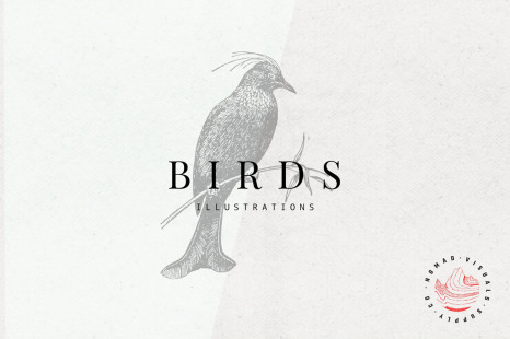 Birds Illustrations - Bird illustrations