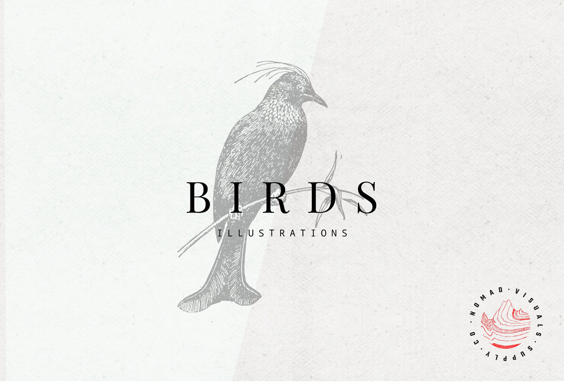 Birds Illustrations Birds Illustrations