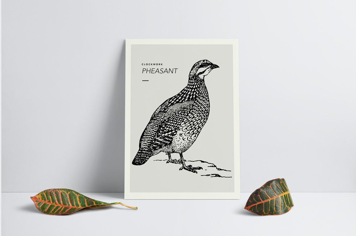 Birds Illustrations Birds Illustrations