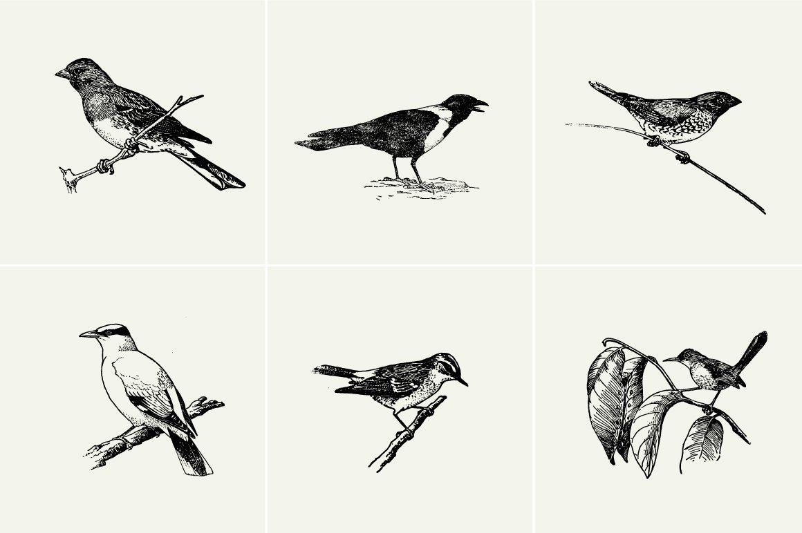 Birds Illustrations Birds Illustrations