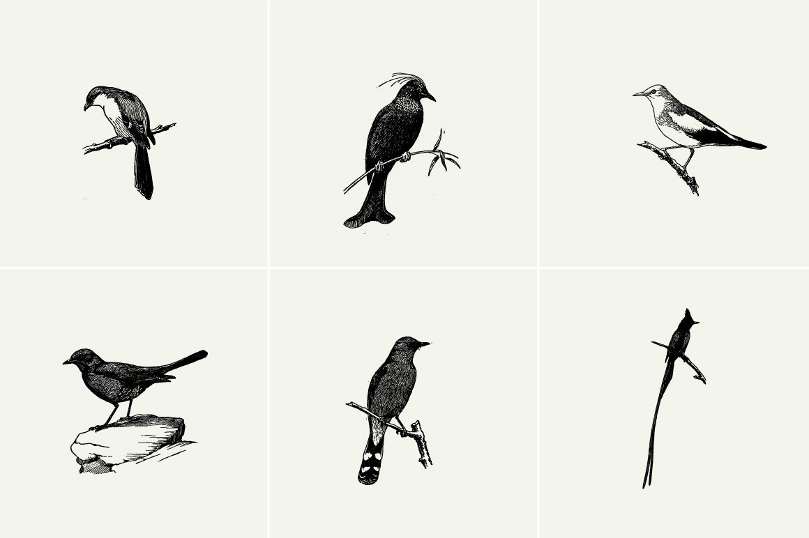 Birds Illustrations Birds Illustrations