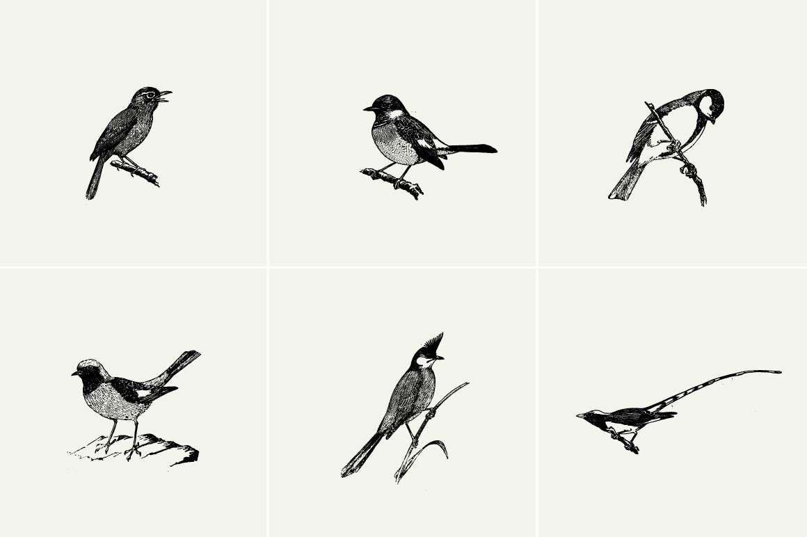 Birds Illustrations Birds Illustrations