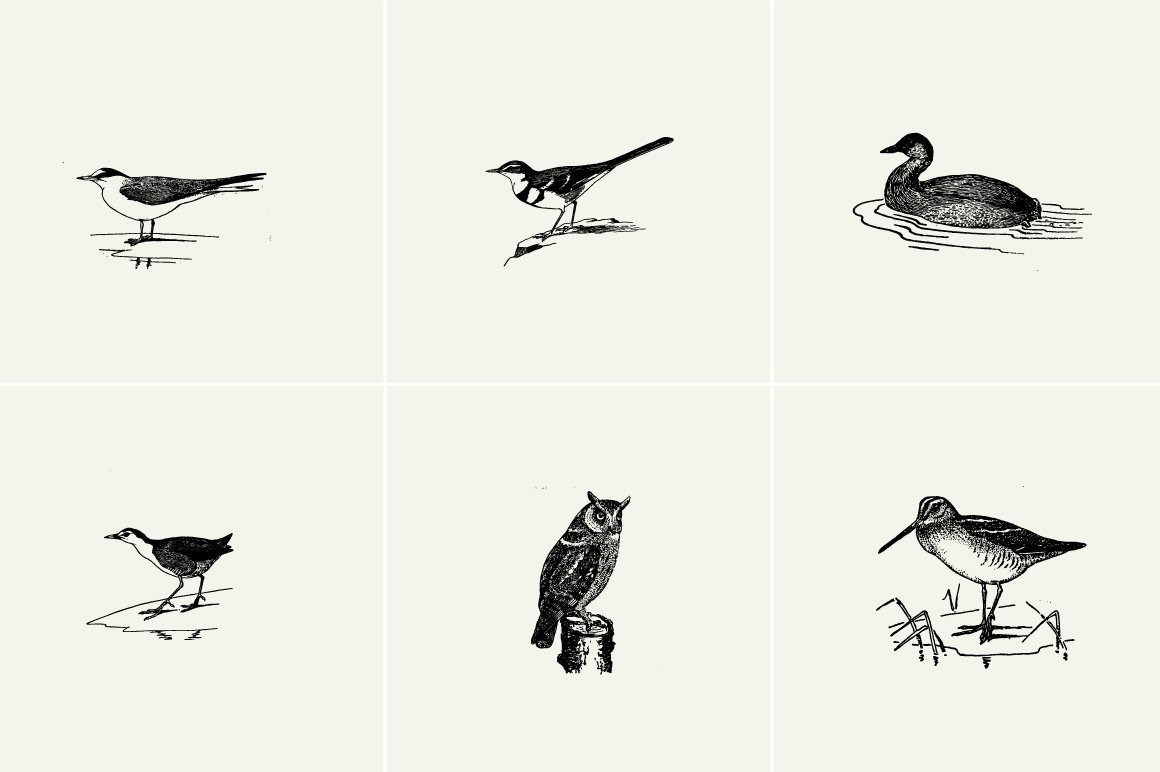 Birds Illustrations Birds Illustrations