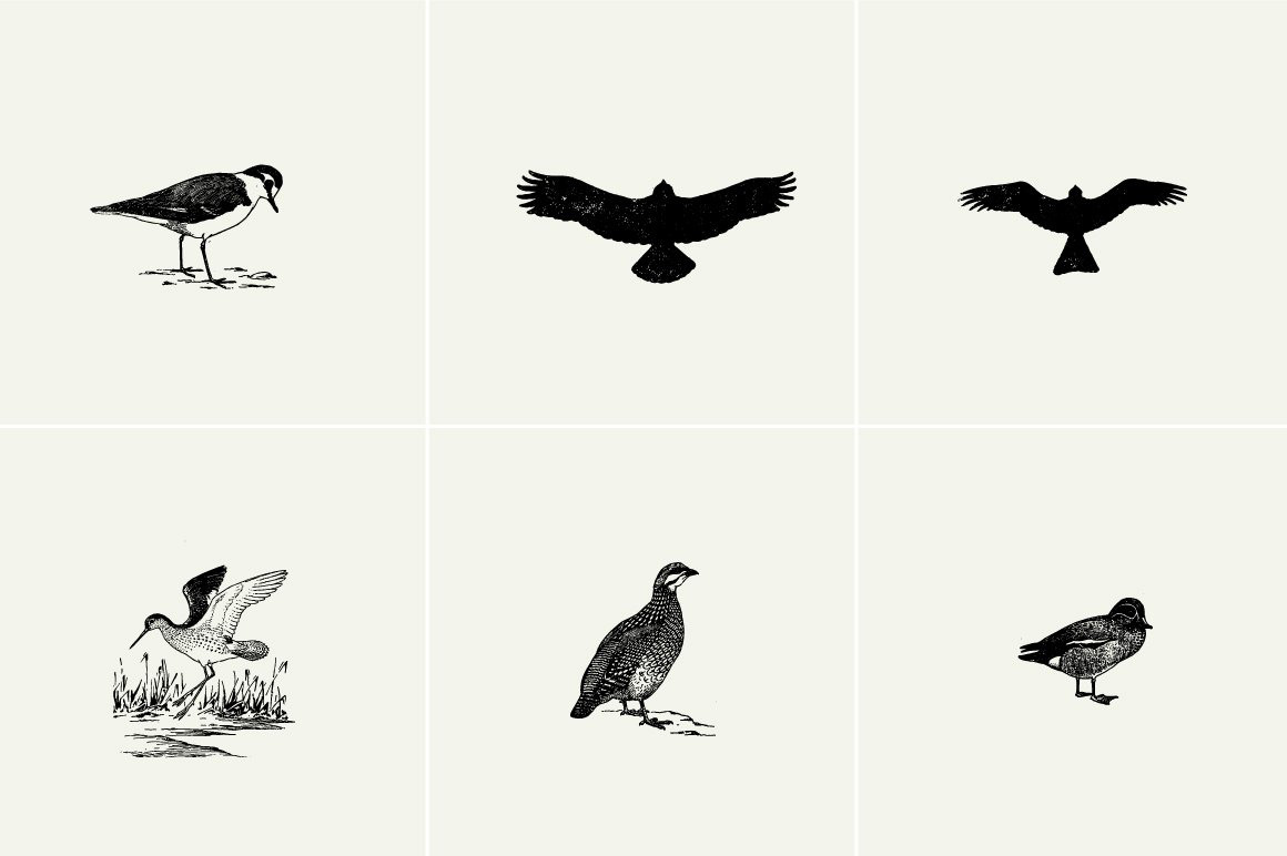 Birds Illustrations Birds Illustrations