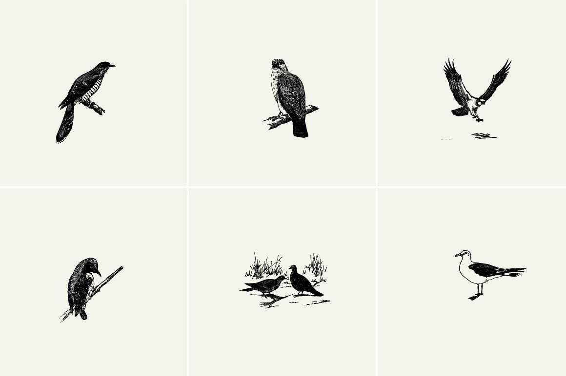 Birds Illustrations Birds Illustrations