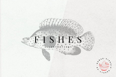 Fishes Illustrations - Sea animals