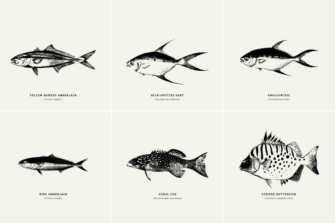 Fishes Illustrations Fishes Illustrations