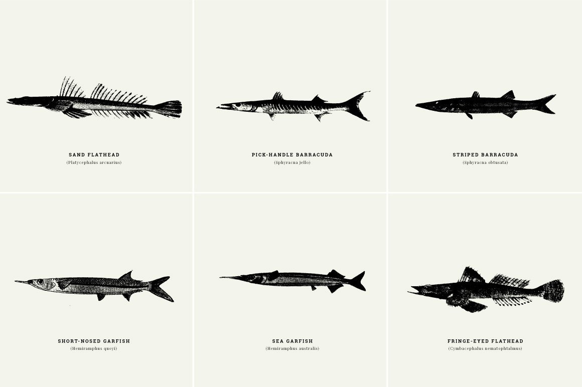 Fishes Illustrations