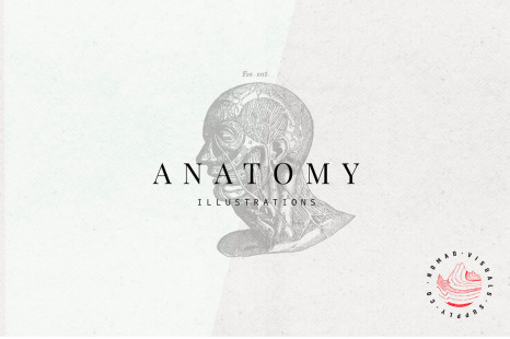 Anatomy Illustrations - Anatomy