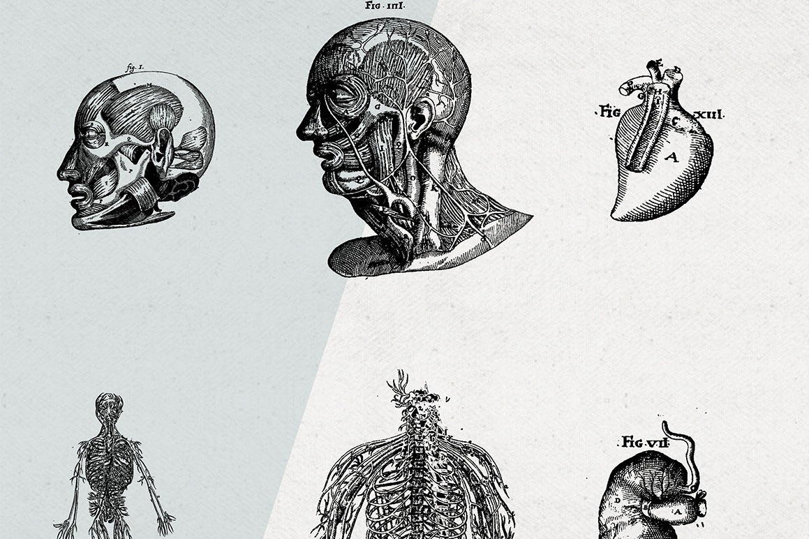 Anatomy Illustrations