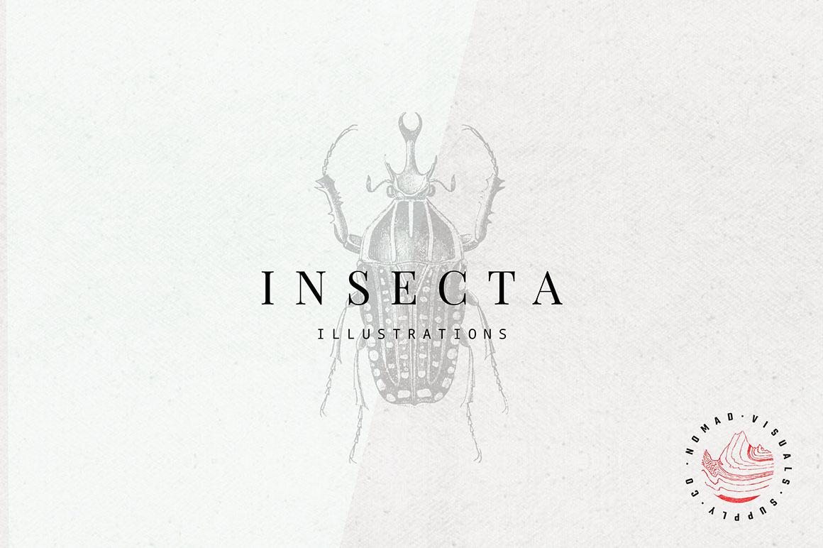 Insects Illustrations Insects Illustrations