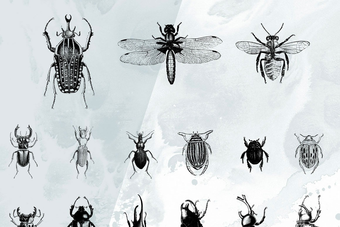 Insects Illustrations Insects Illustrations
