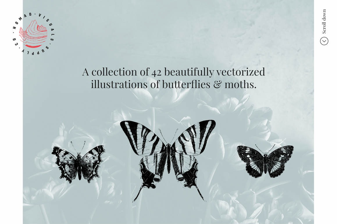 Butterflies Illustrations Butterflies Illustrations