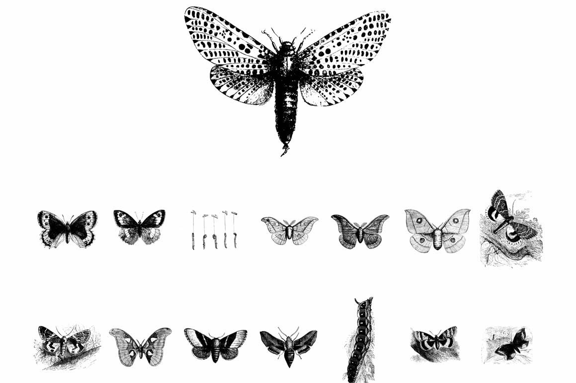 Butterflies Illustrations