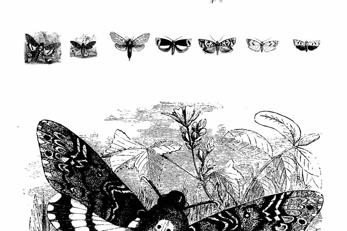 Butterflies Illustrations