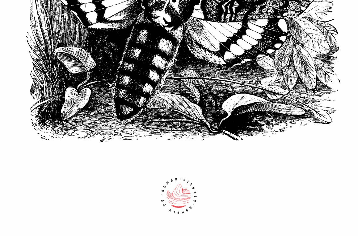 Butterflies Illustrations