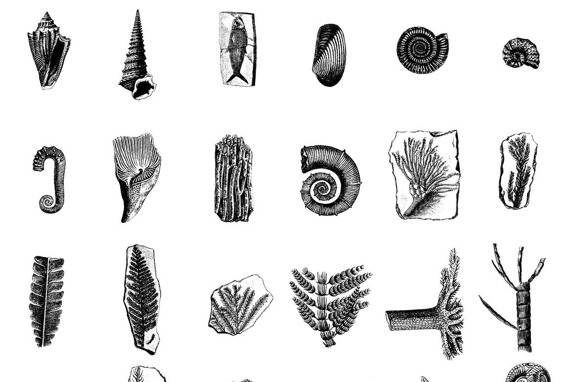 Fossils Illustrations Fossils Illustrations
