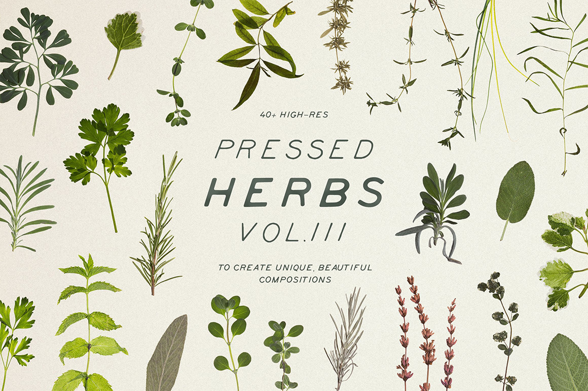 Pressed Dry Herbs Vol.3 Pressed Dry Herbs Vol.3