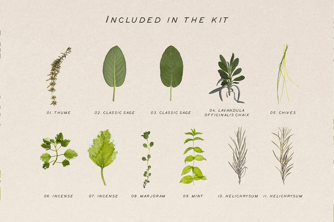Pressed Dry Herbs Vol.3 Pressed Dry Herbs Vol.3