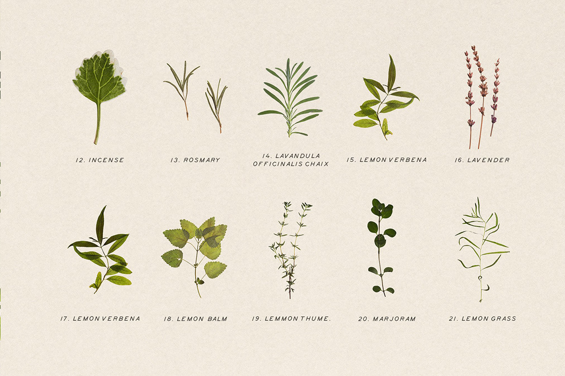 Pressed Dry Herbs Vol.3 Pressed Dry Herbs Vol.3