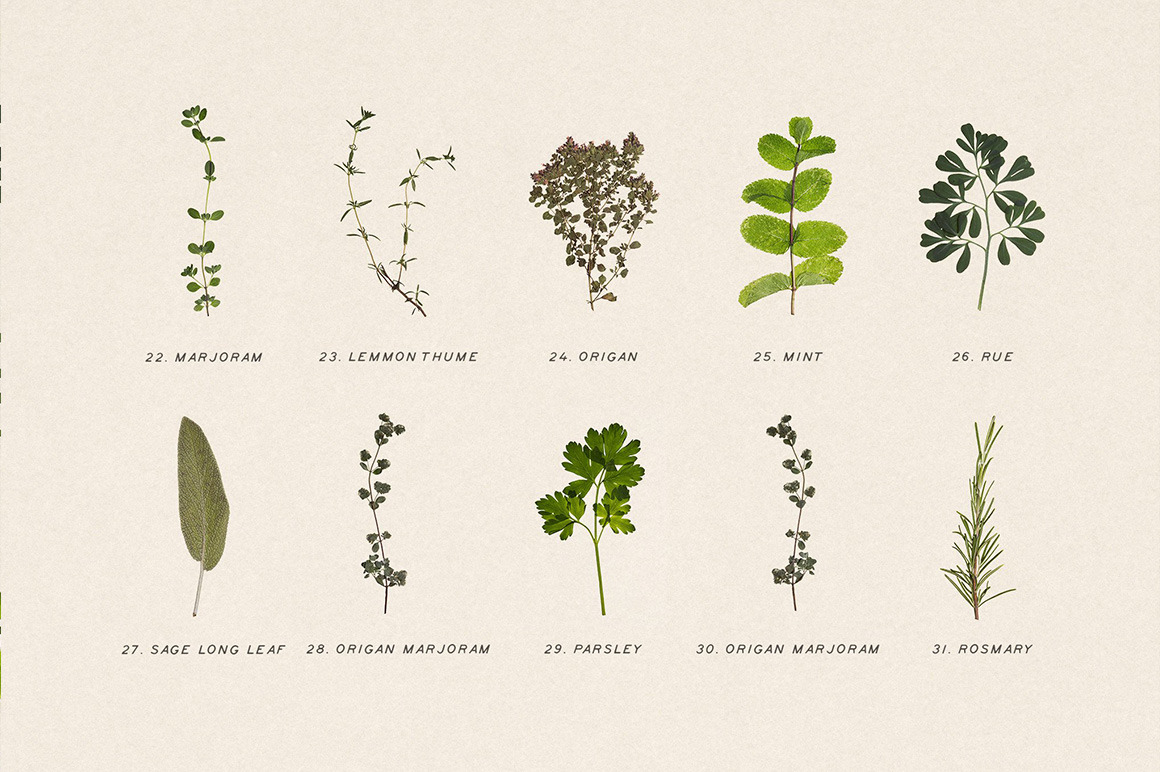 Pressed Dry Herbs Vol.3 Pressed Dry Herbs Vol.3