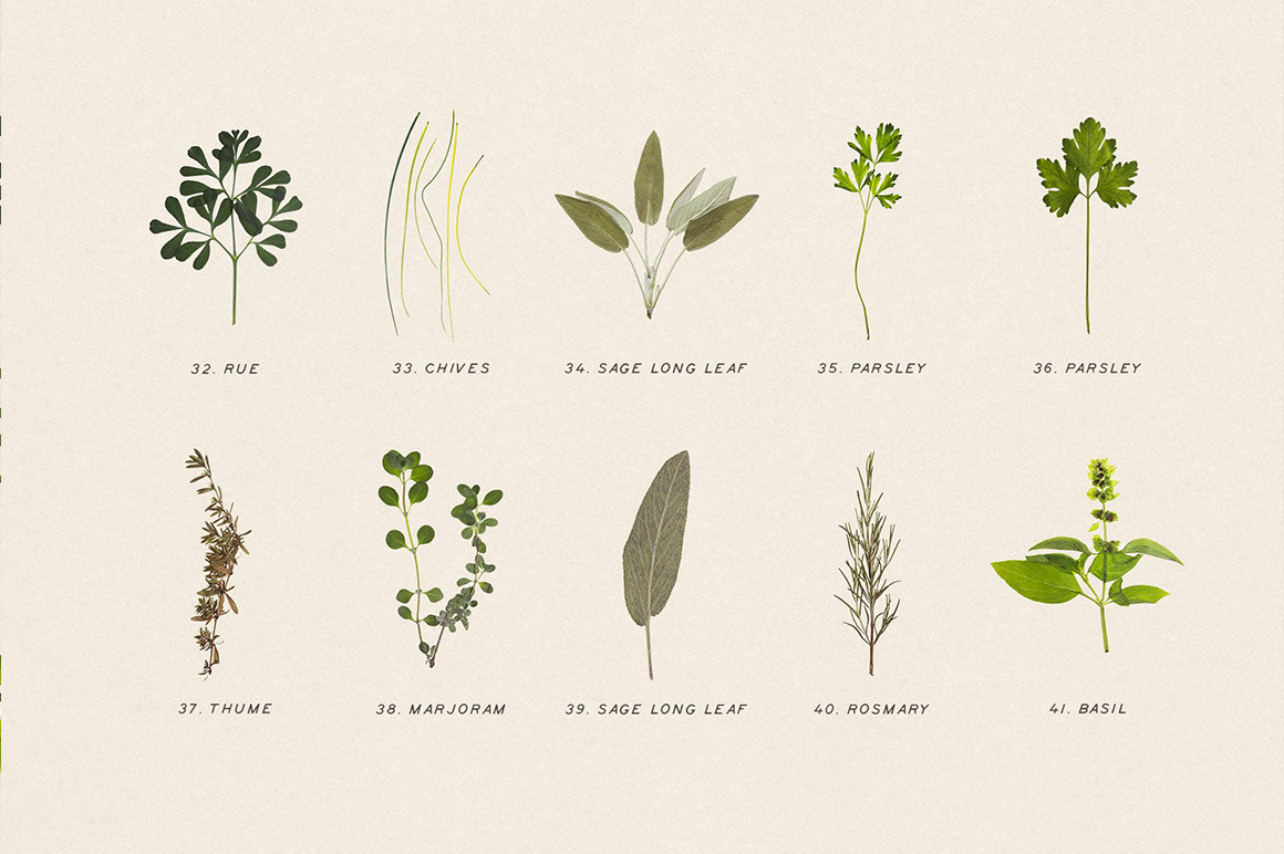 Pressed Dry Herbs Vol.3 Pressed Dry Herbs Vol.3