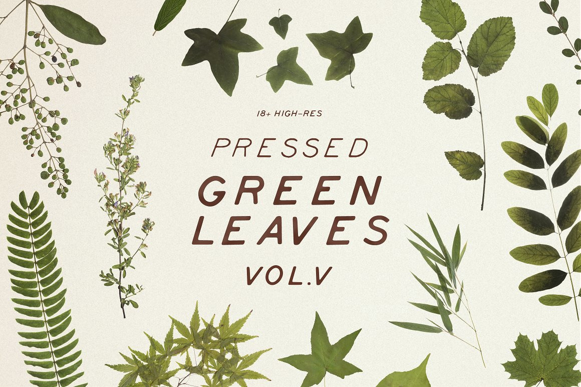 Pressed Green Leaves VOL.5