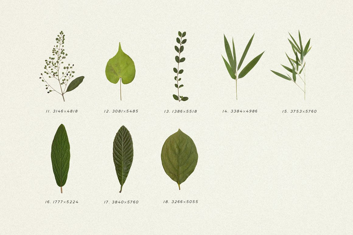 Pressed Green Leaves VOL.5 Pressed Green Leaves VOL.5