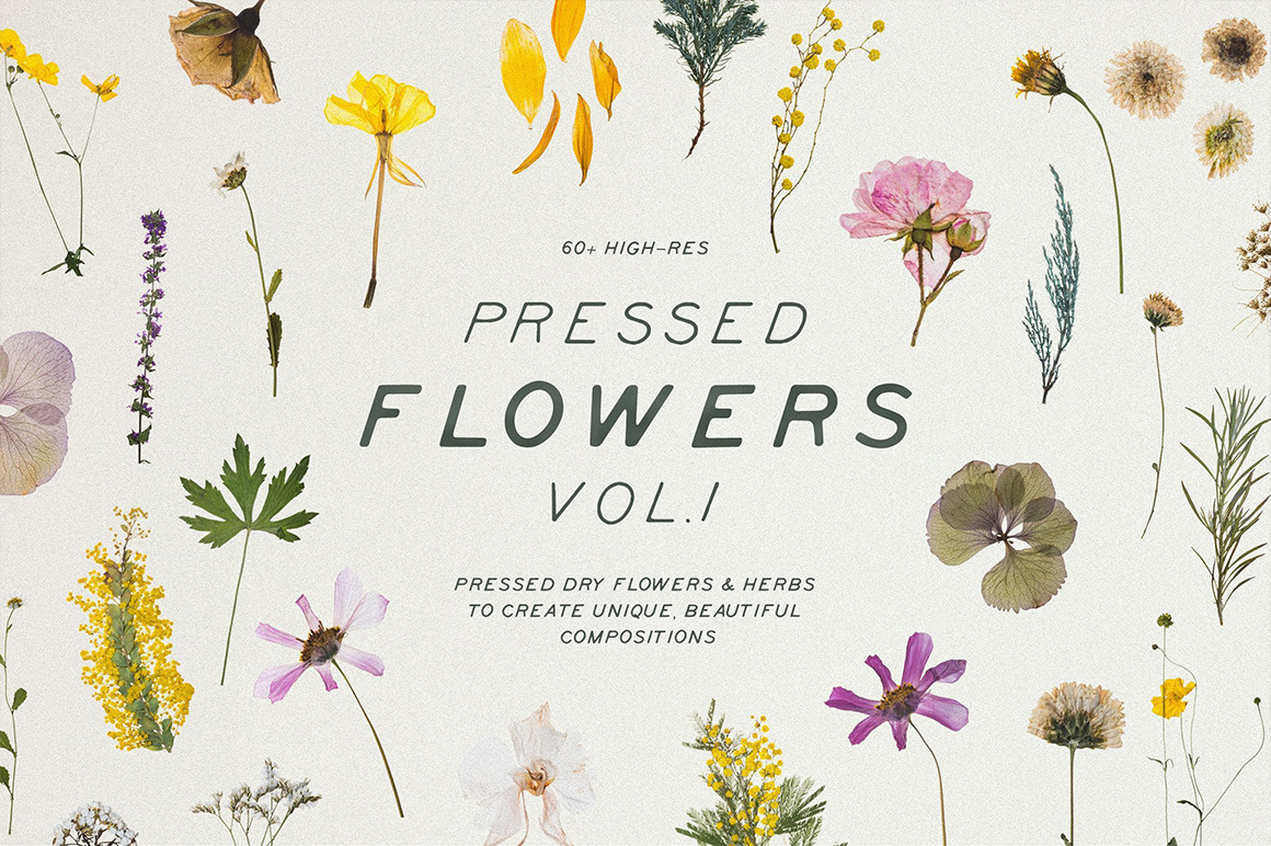 Pressed Dry Flowers &amp; Herbs Vol.1