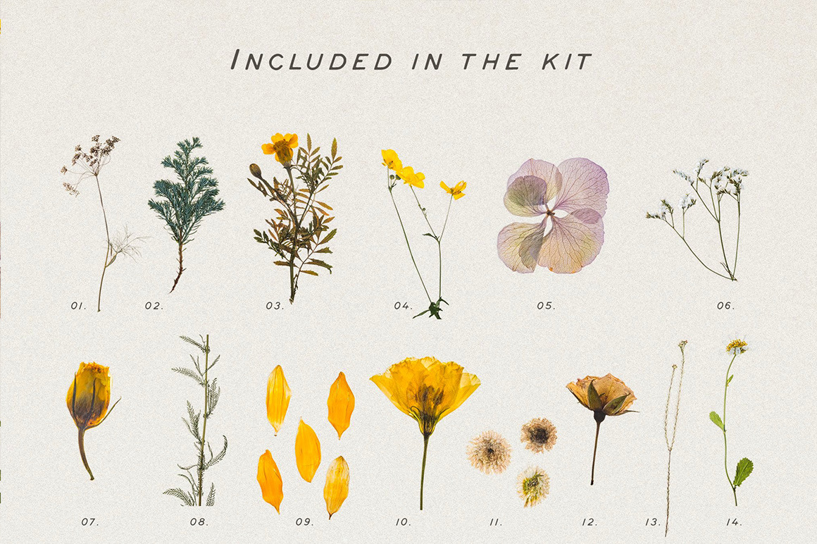 Pressed Dry Flowers &amp; Herbs Vol.1