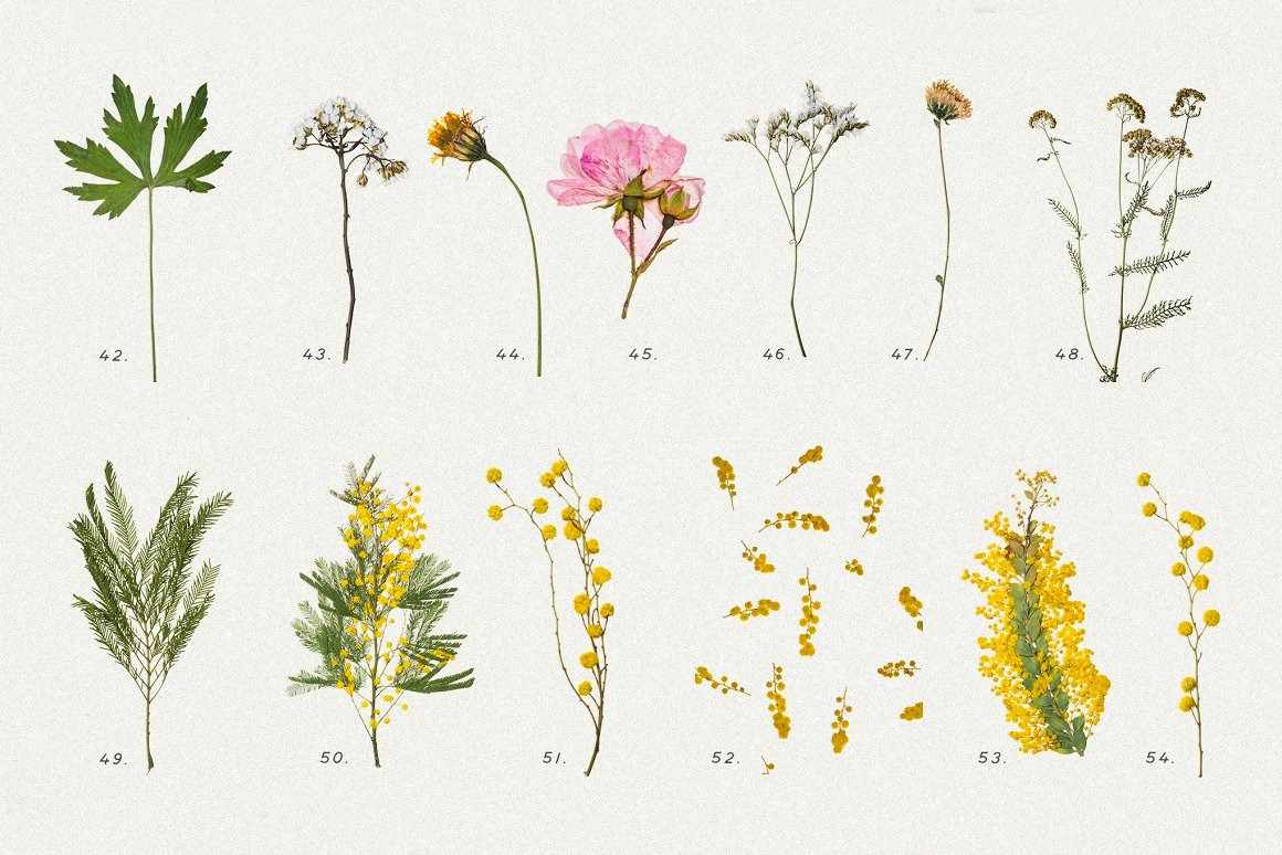 BUNDLE - Dry Flowers & Leaves BUNDLE - Dry Flowers & Leaves