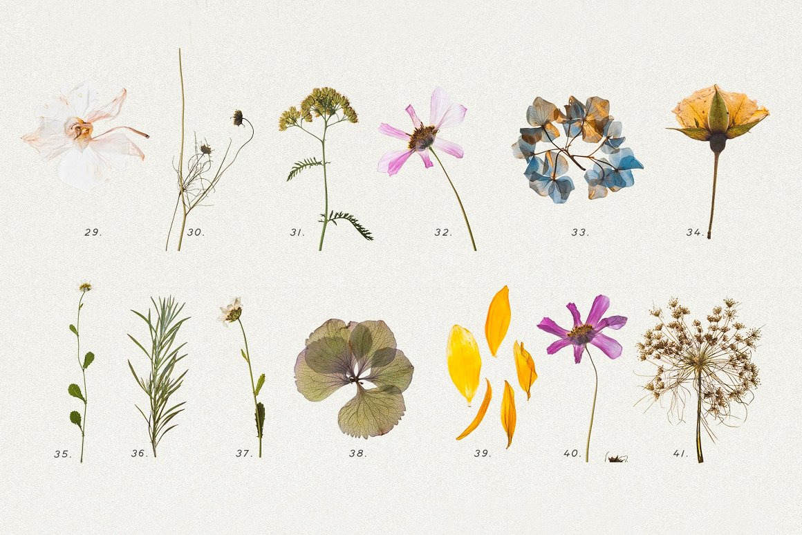 BUNDLE - Dry Flowers & Leaves BUNDLE - Dry Flowers & Leaves